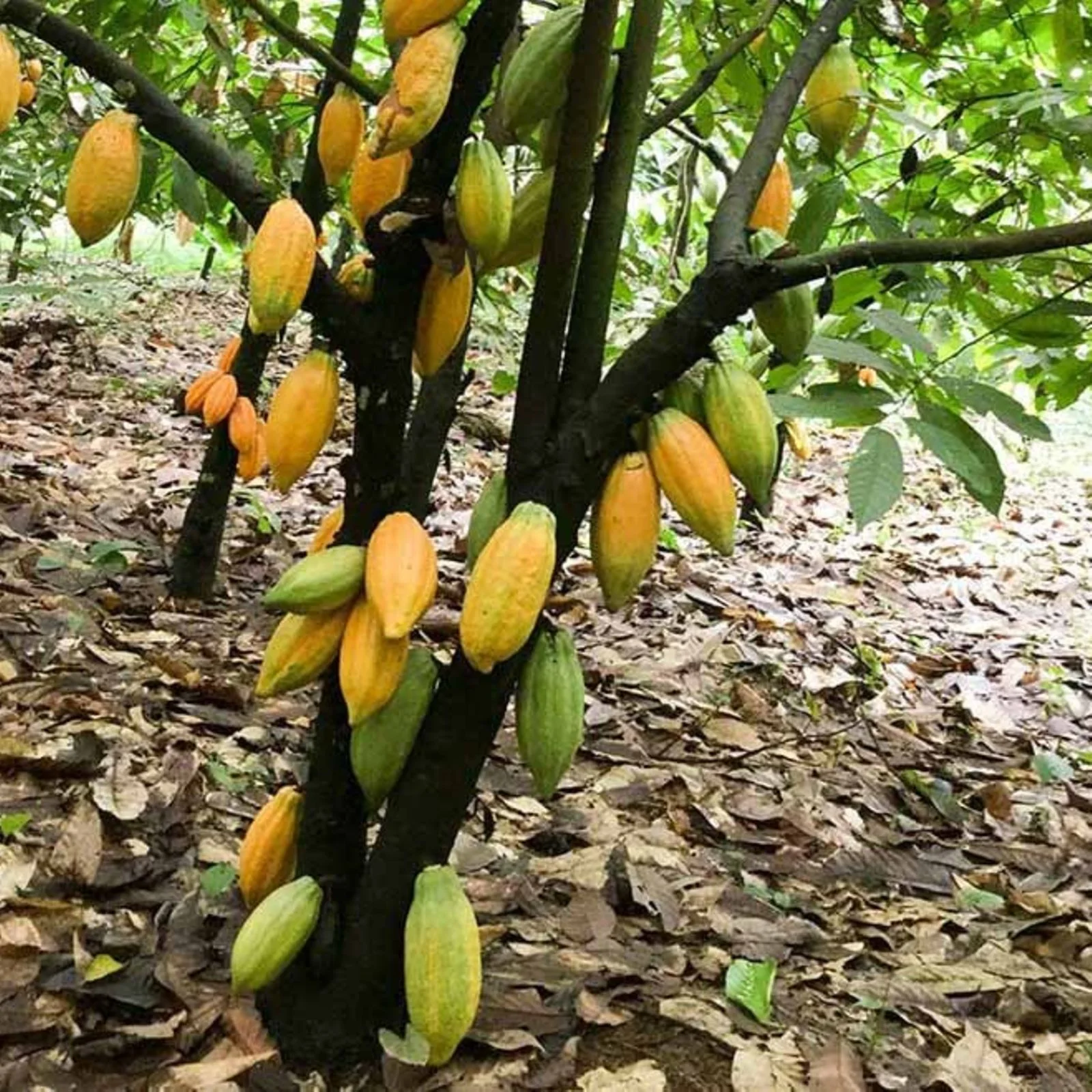 Raw Cocoa Beans – Grade A (Premium/Fine Flavor)