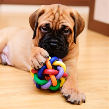 الحيوانات الأليفة