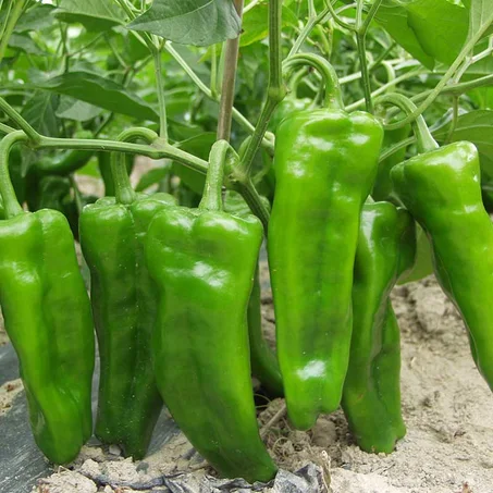 1Kg/Poivron vert allongé فلفل أخضرطويل