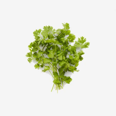 Coriandre – قزبور