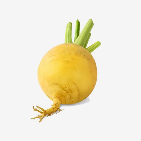 Navet Jaune – لفت أصفر