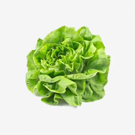 Laitue – الخس رومي