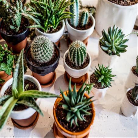 Cactus et Succulents