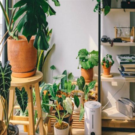 Plantes d'intérieur et d'extérieur