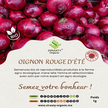 Oignon Rouge d’Été