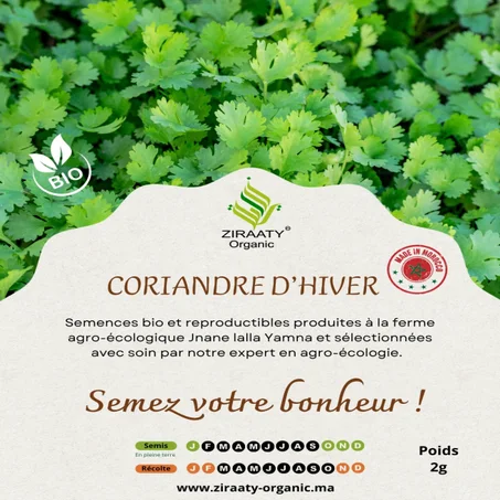 Coriandre d'hiver
