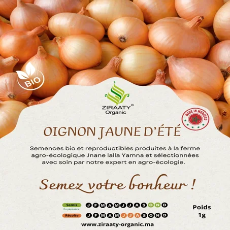 Oignon Jaune d’Été