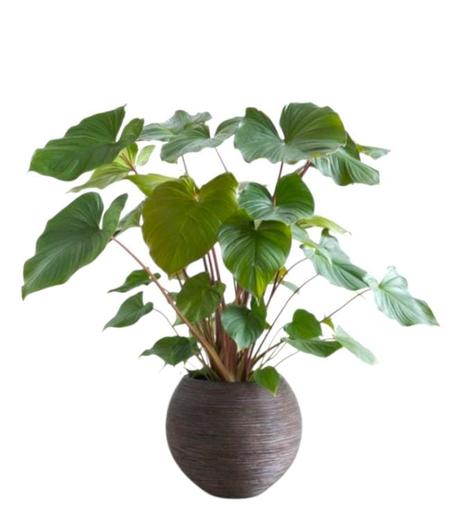 مزهرية ديكور أنيقة للمنازل العصرية – لمسة فنية تضيف جمالاً لأي مكان