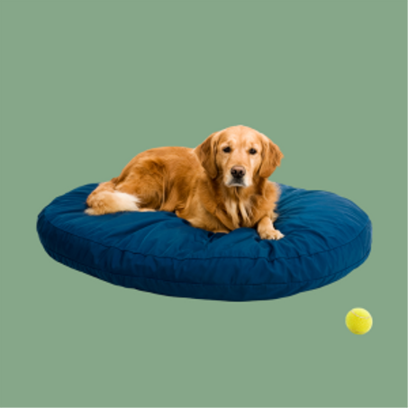 حيوانات  -  animaux