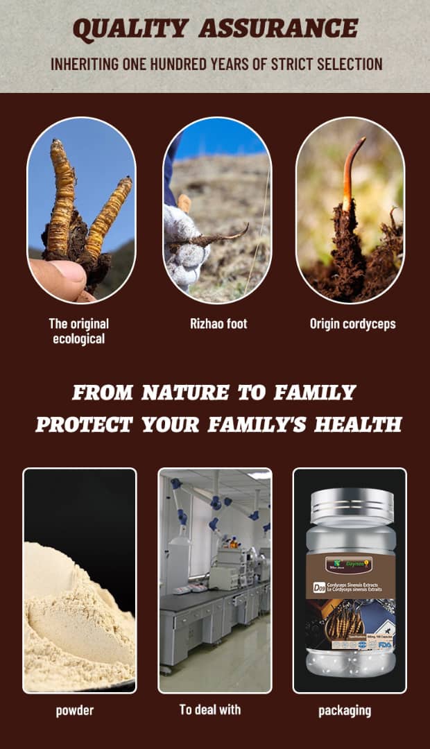 Capsule cordyceps