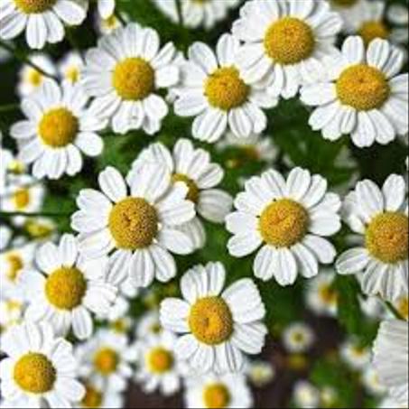 بابونج، العشبة الطبية الطبيعية التي تُلطف الأعصاب وتهدئ الجسم والعقل