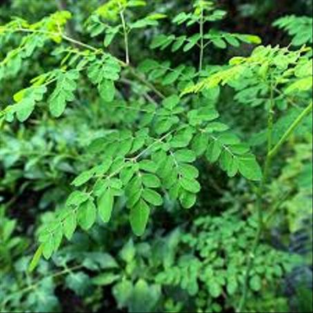 المورينجا فائق التغذية ( مضاد لفقر الدم ) ، مصدر طبيعي للمضادات