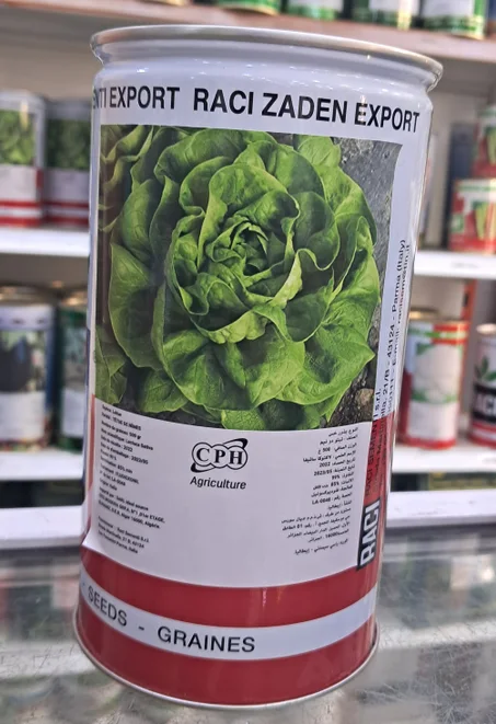 Laitue tetue de nimes RACI 500g بذور الخس تيتو دو نيم