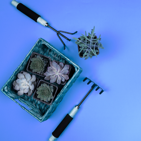 الحديقة والمستلزمات الخارجية