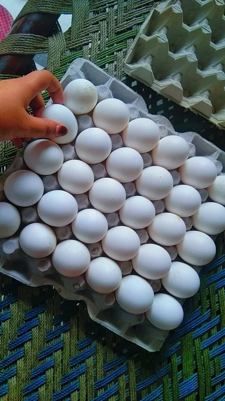 Œufs fécondés 🐣بيض مخصب