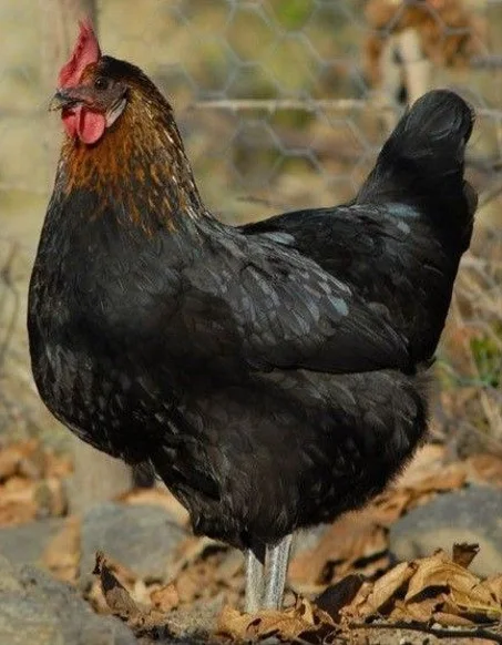 🐓Poulet beldi vivant دجاج بلدي حي