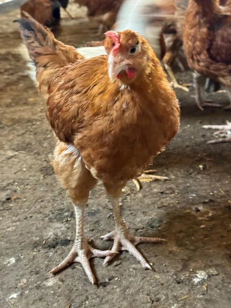 كتاكيت عمر شهرين