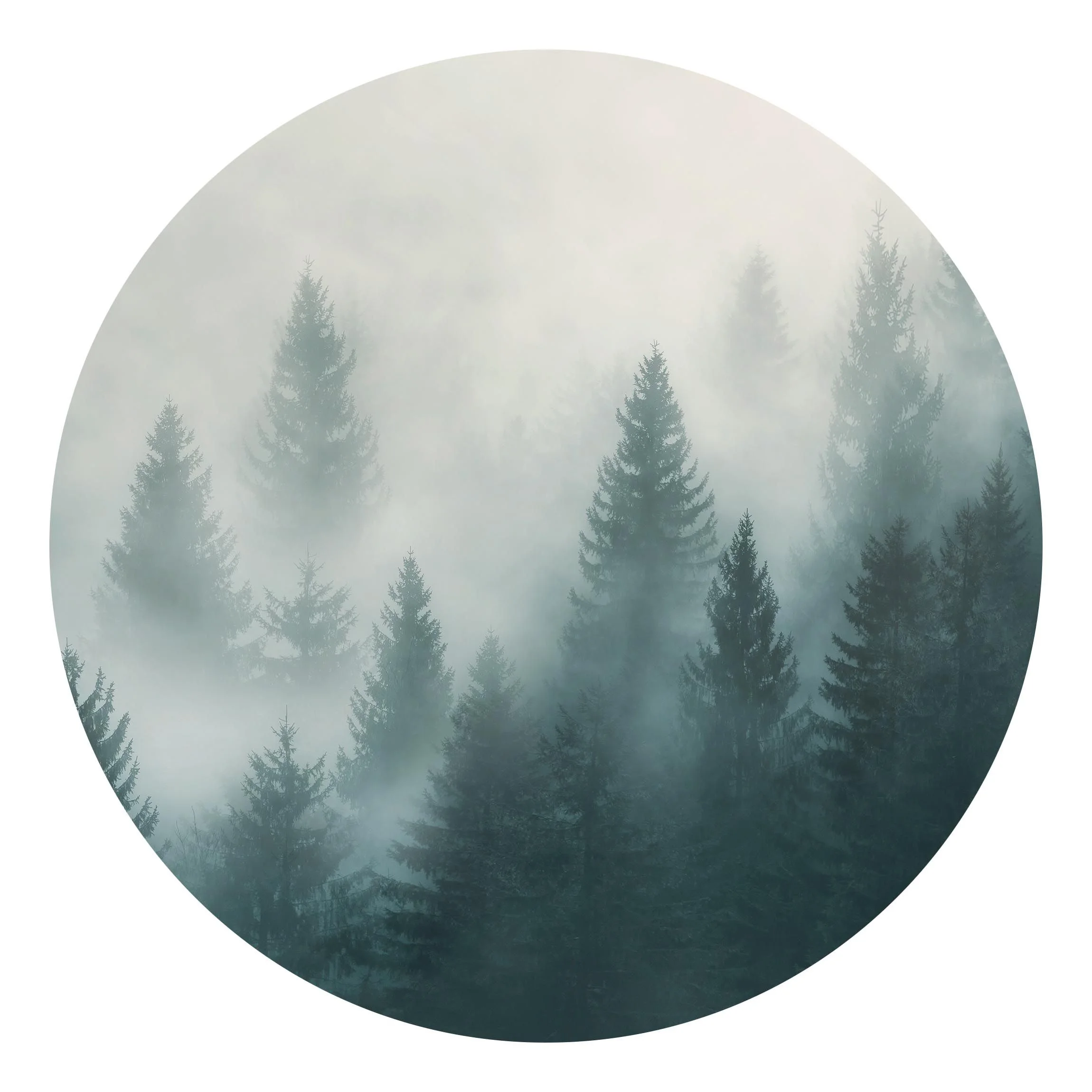 Forêt de conifères dans le brouillard