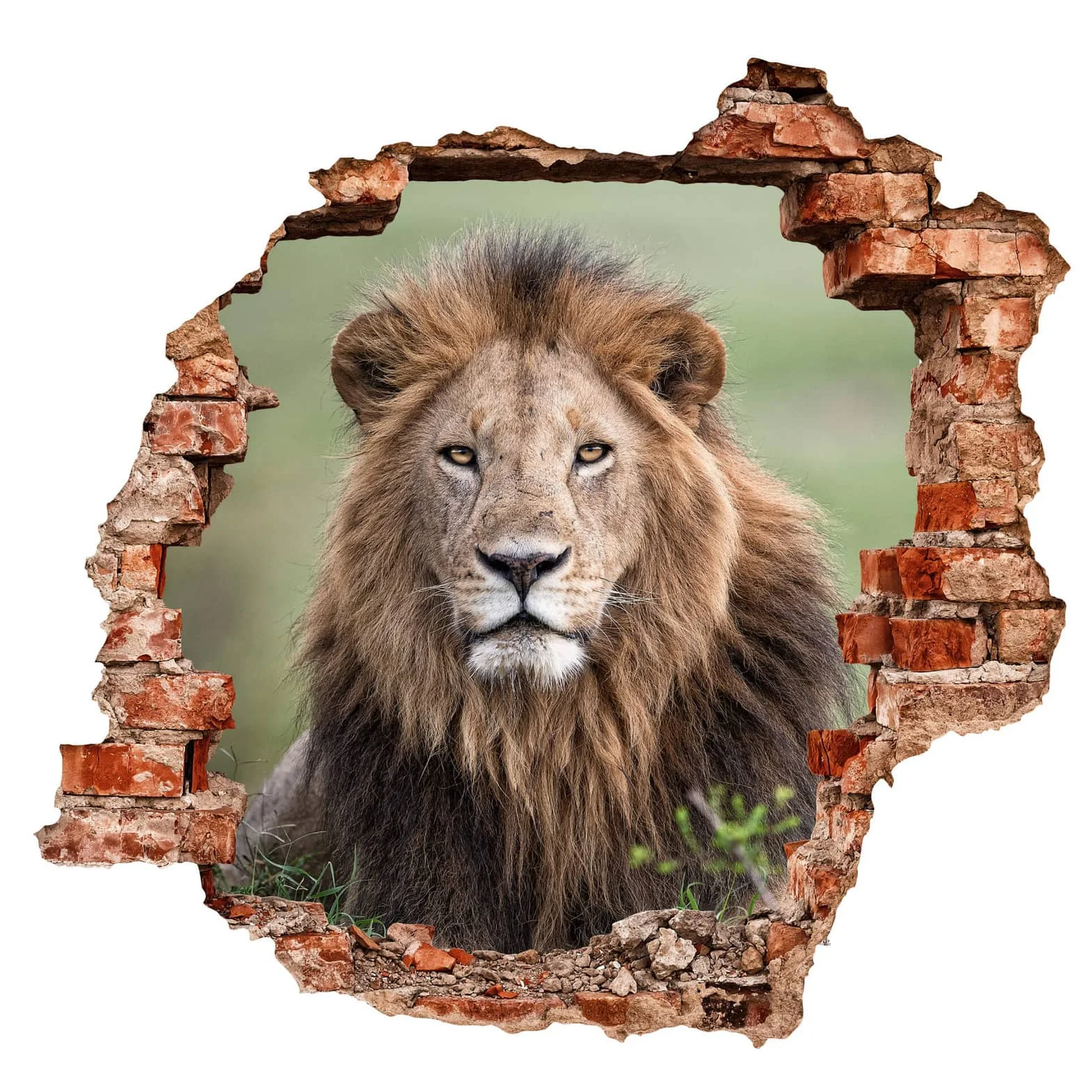 Sticker mural 3D - the king of jungle