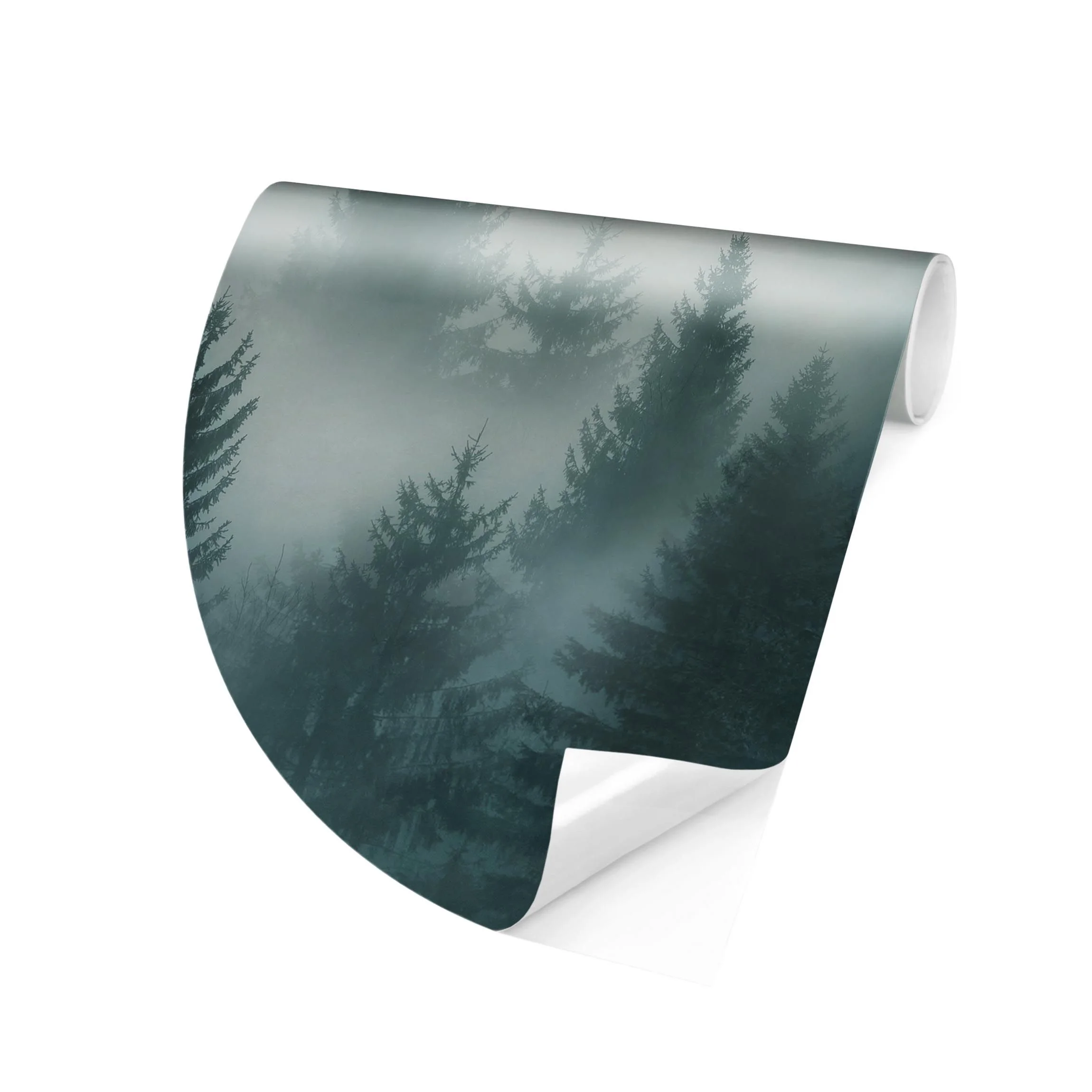 Forêt de conifères dans le brouillard