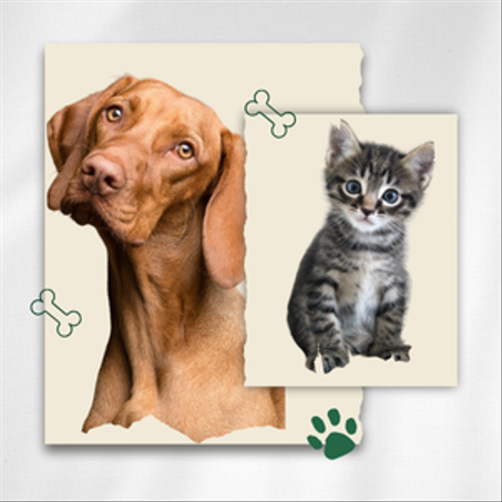 خصم حتى 40 % منتجات الحيوانات الأليفة