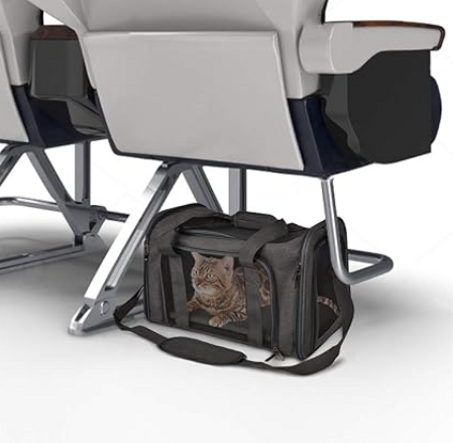 حامل القطط الصغيرة