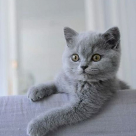 مستلزمات الحيوانات الأليفة