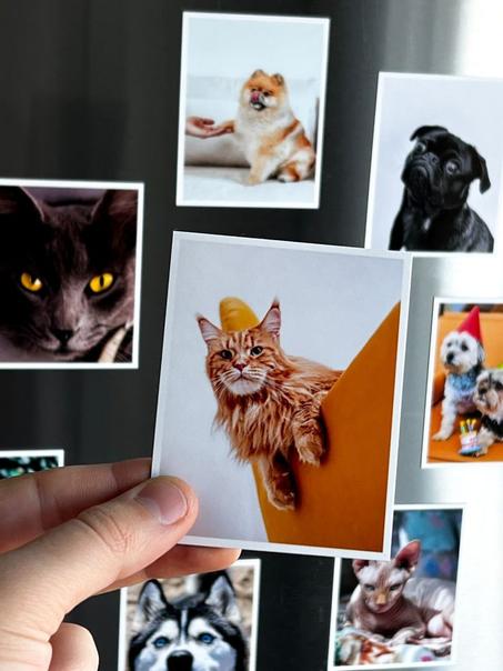 9Pets mini photos personnalis personnalisé