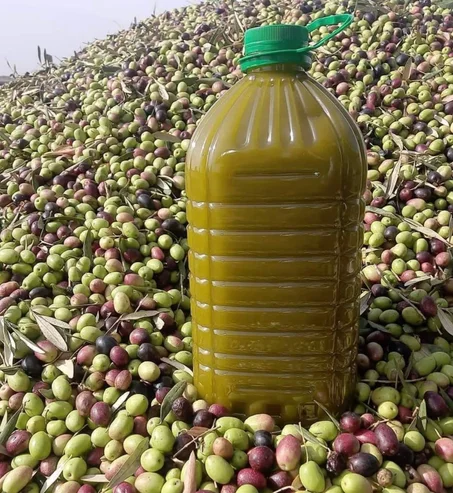 زيت الزيتون الجديدة 2026