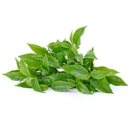 الشاي الاخضر