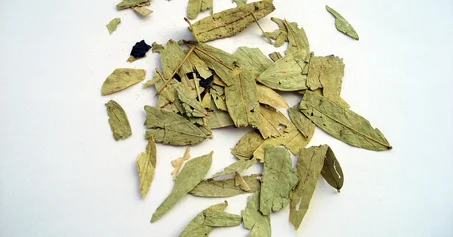 عشبة سنامكي