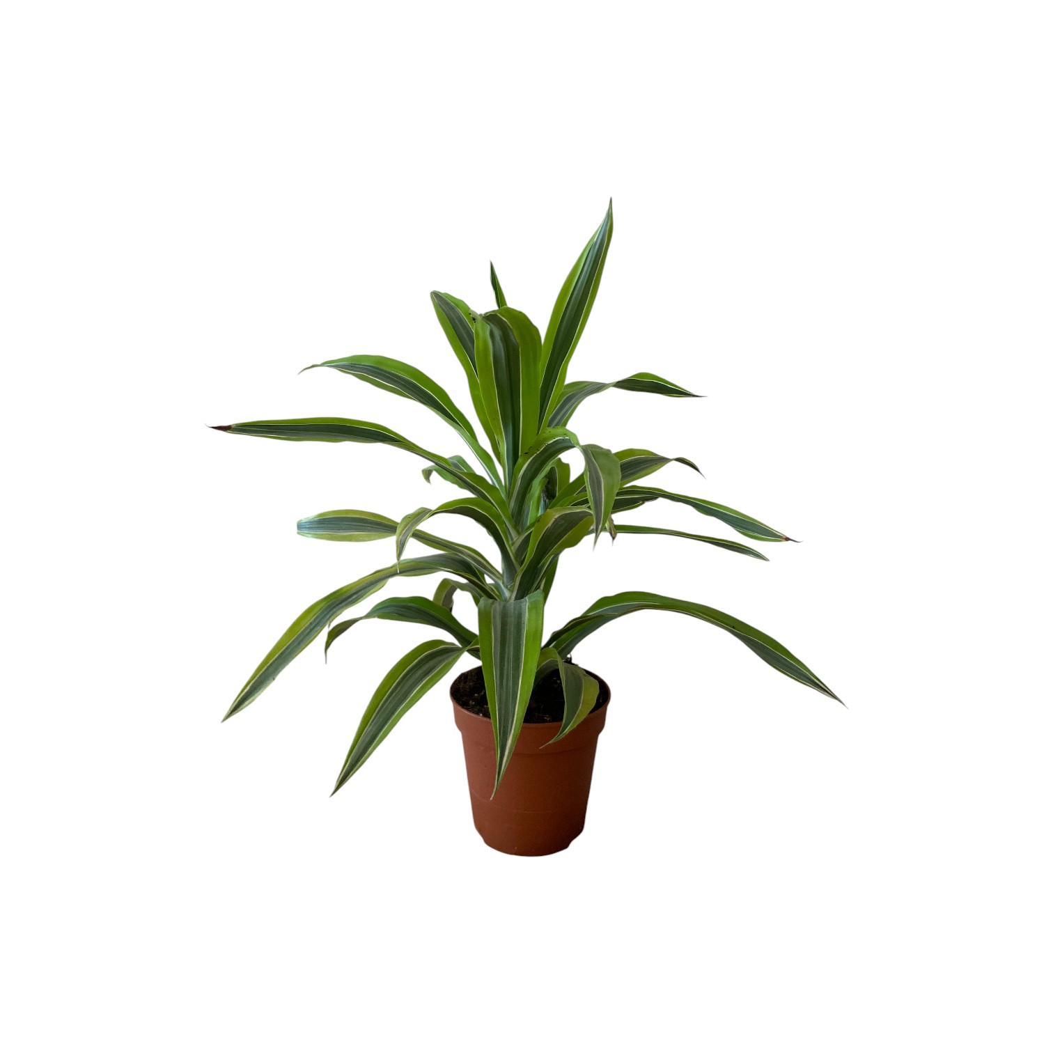 Draceana Limone Lime 1t