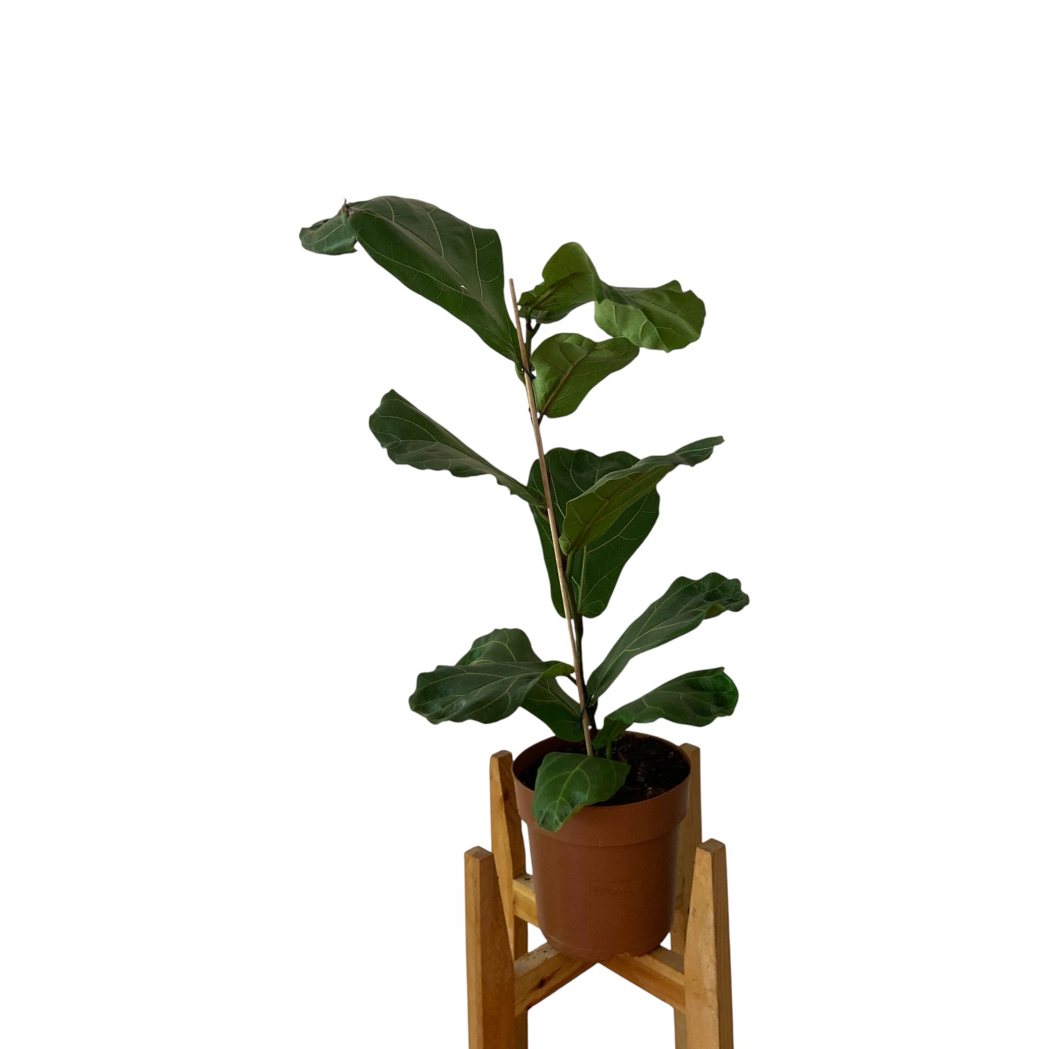 Ficus Lyrata 90cm