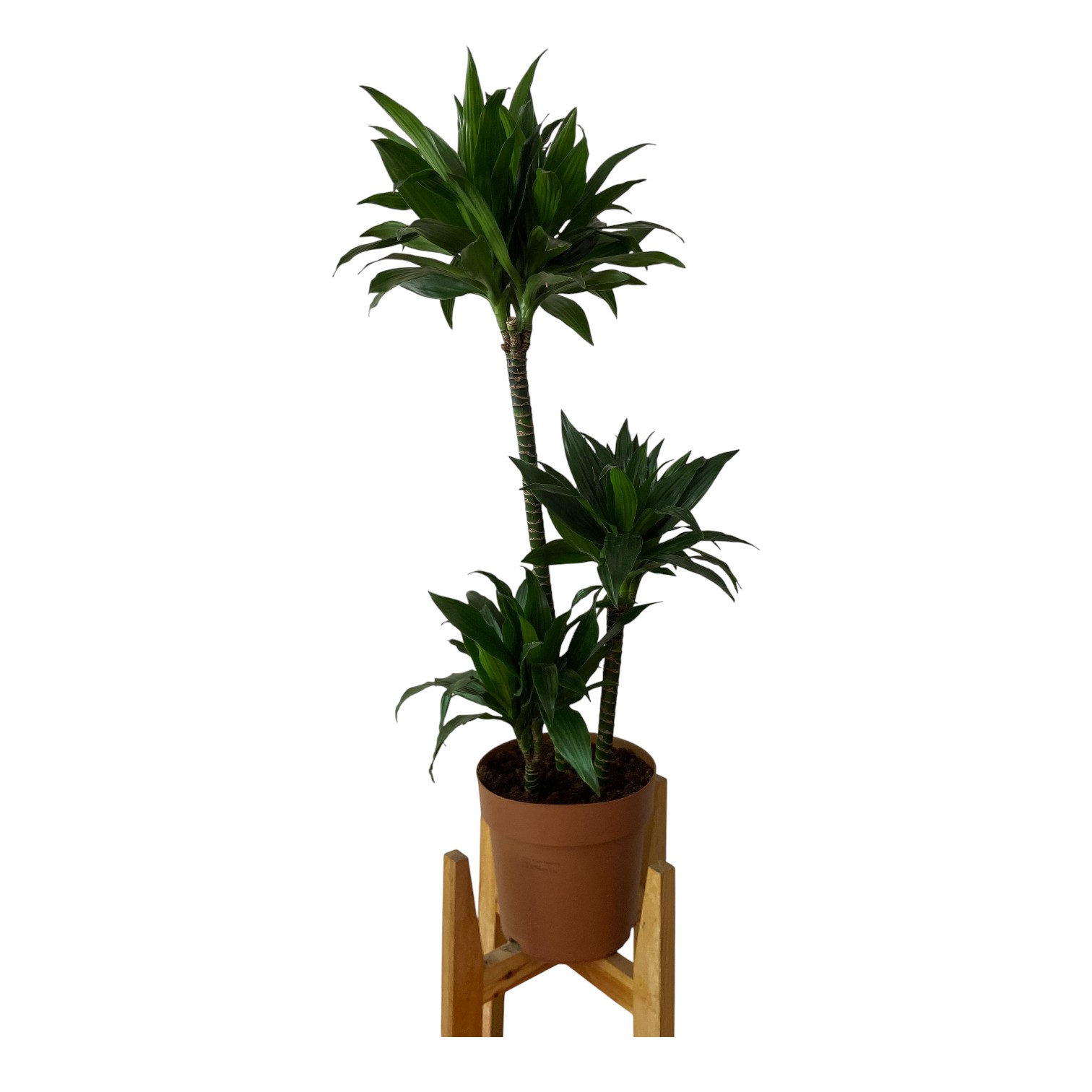 Dracaena Compacta 3t