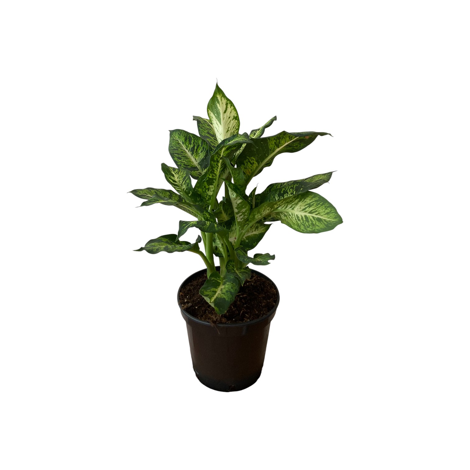 Dieffenbachia Camela p21