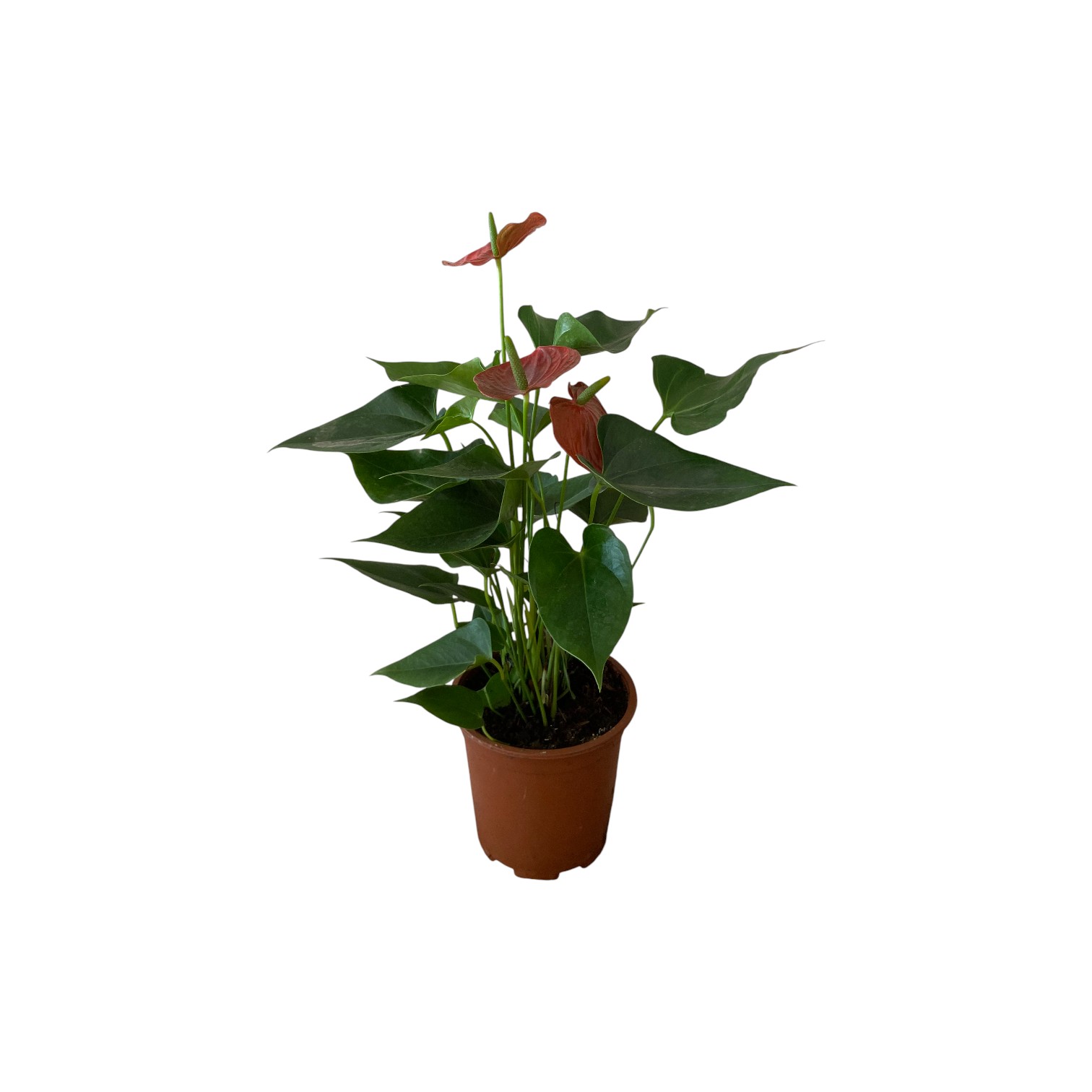 Anthurium Rouge p21