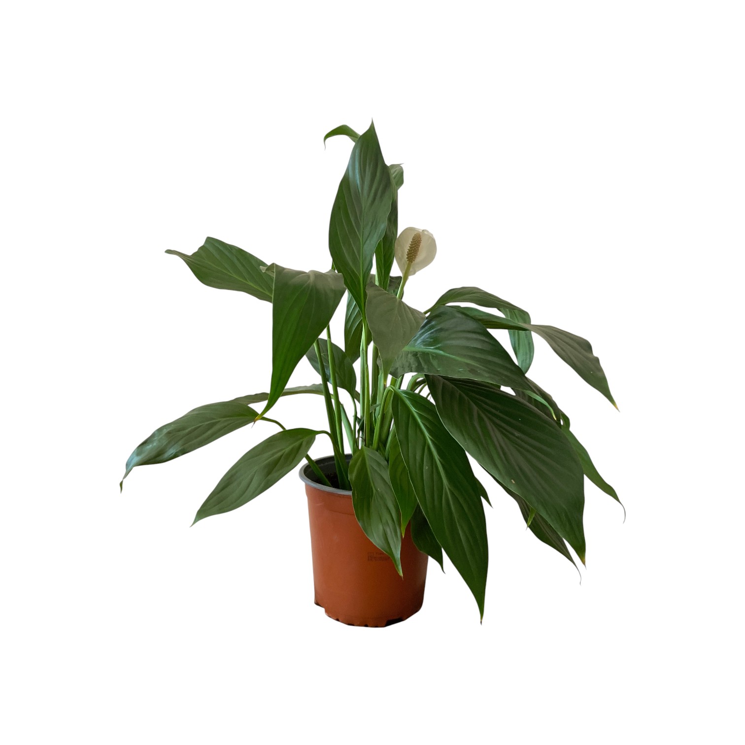 Spatifilum Géant GT