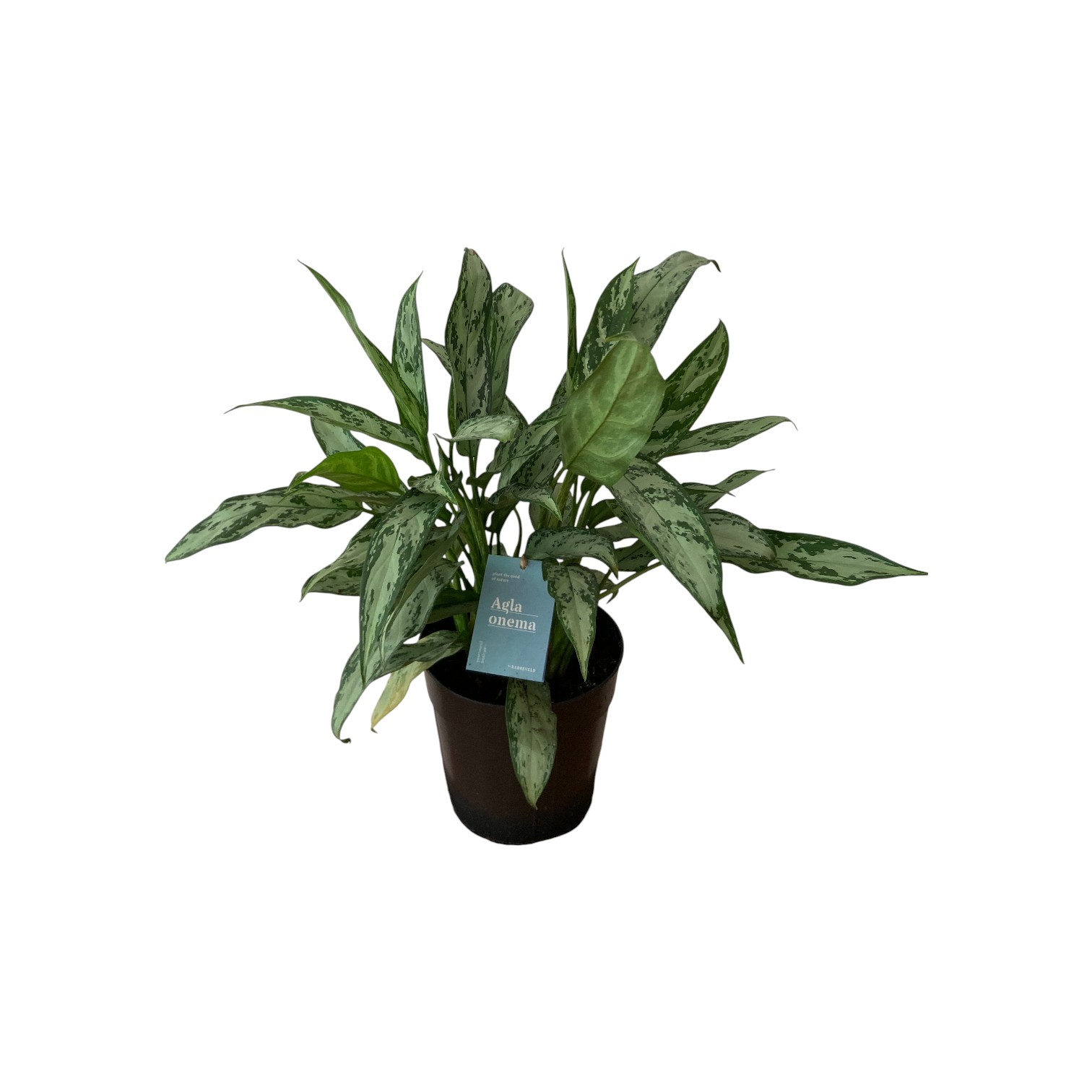Aglonema p21