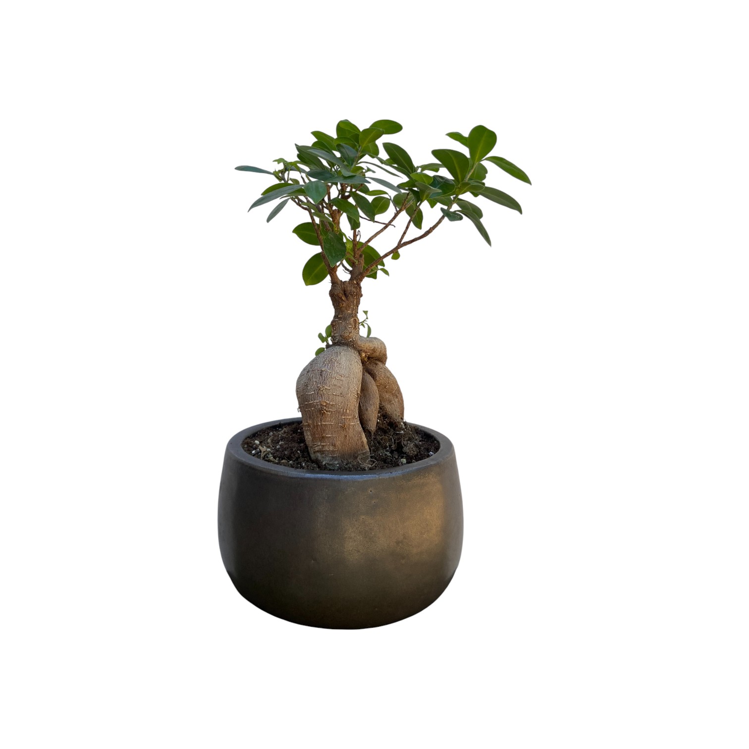 Bonsaï Ficus