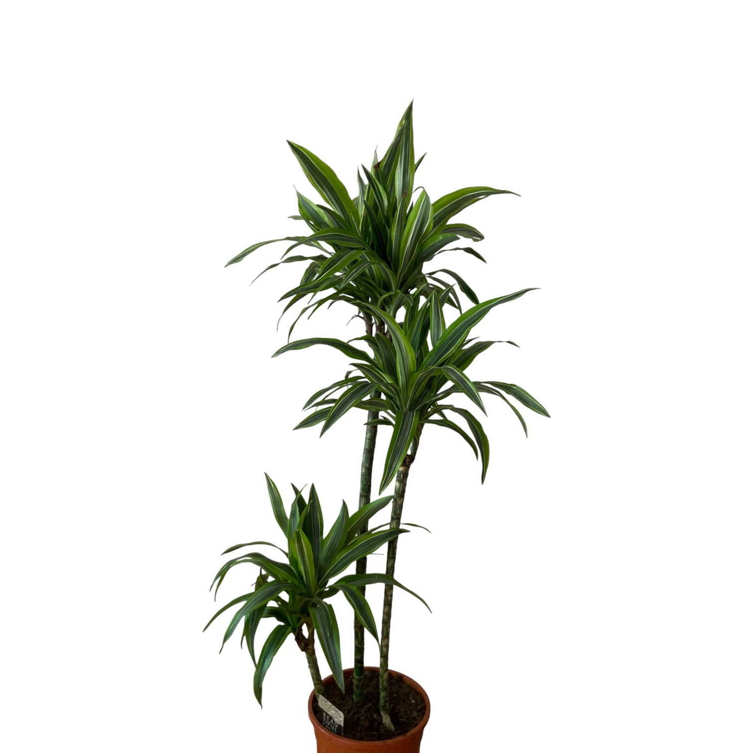 Draceana Limone lime 3t