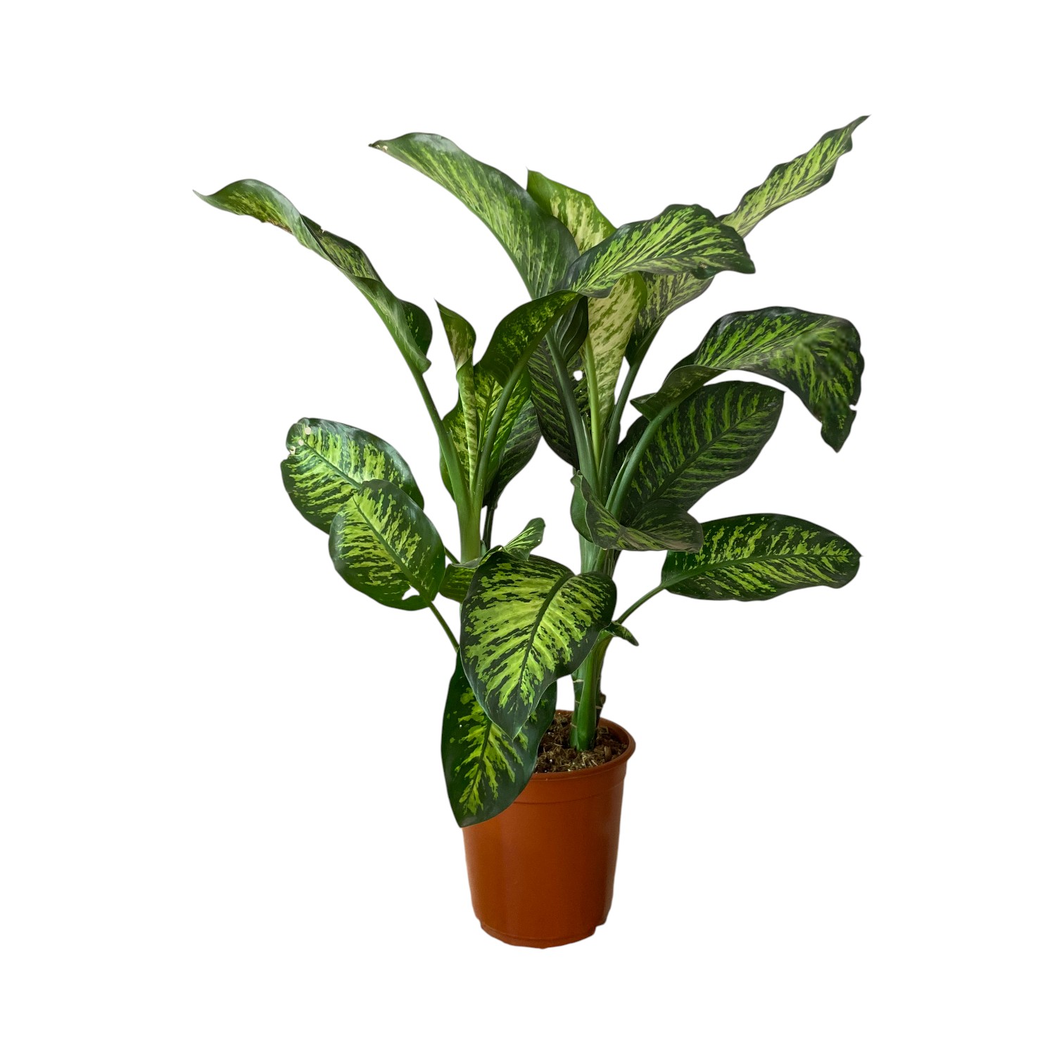 Dieffenbachia Tropic Snow