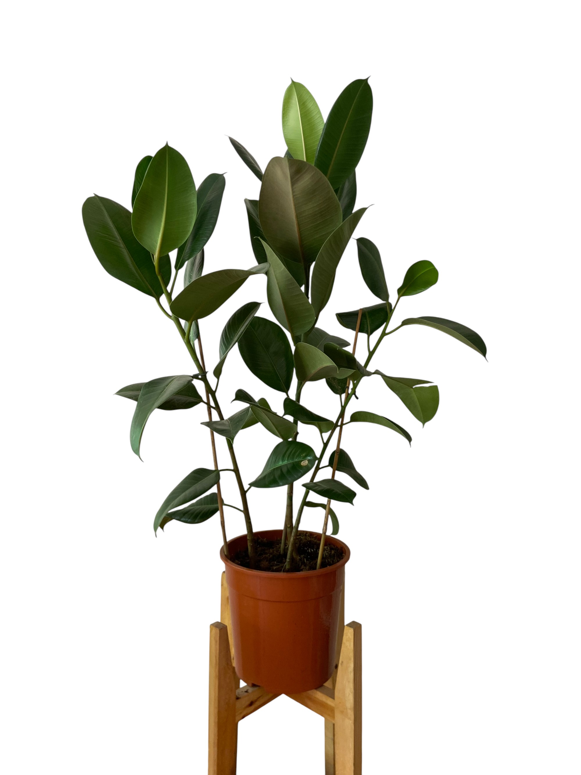 Ficus Décora