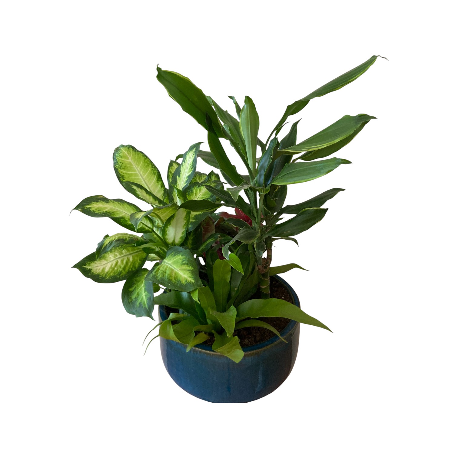 Composition de plantes d'interieur variées