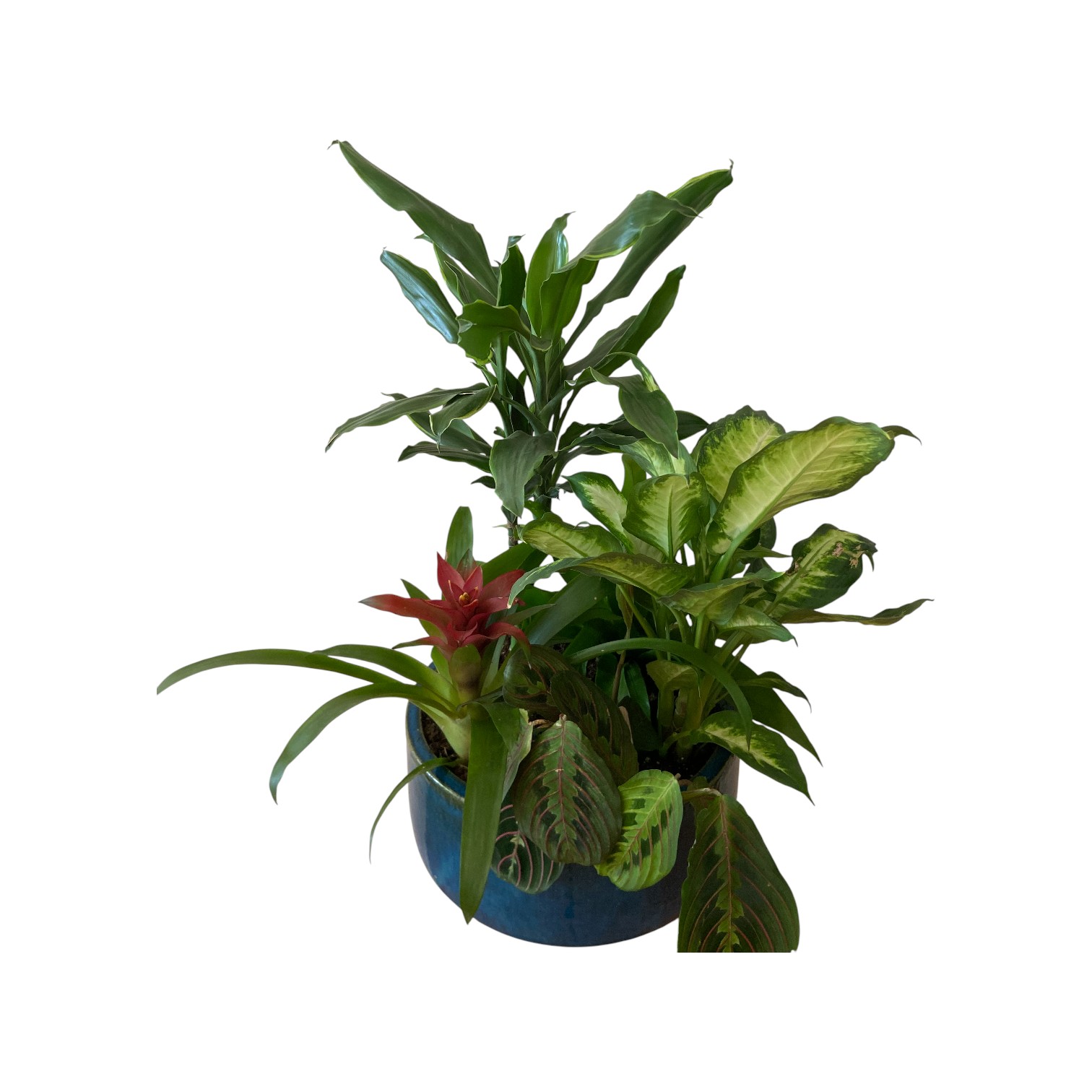 Composition de plantes d'interieur variées