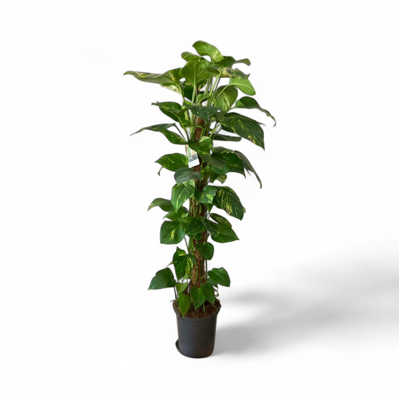 Pothos Tuteur 120 cm