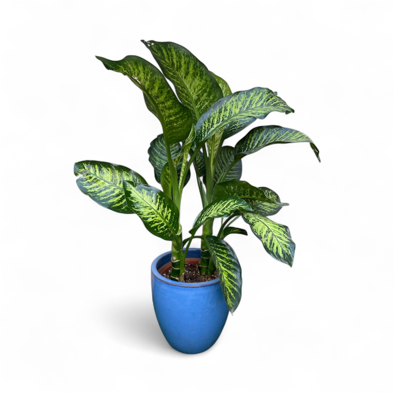 Dieffenbachia Tropic Snow GT + Pot Bleu Ceramique