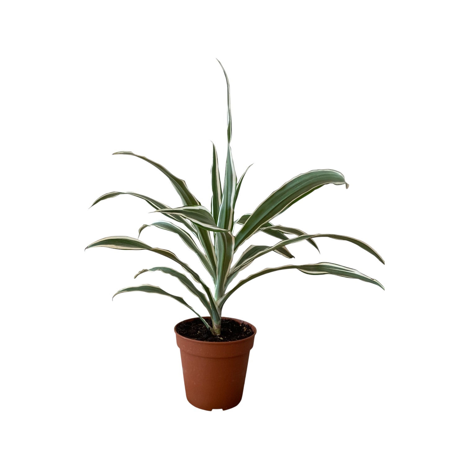 Dracaena Deremensis