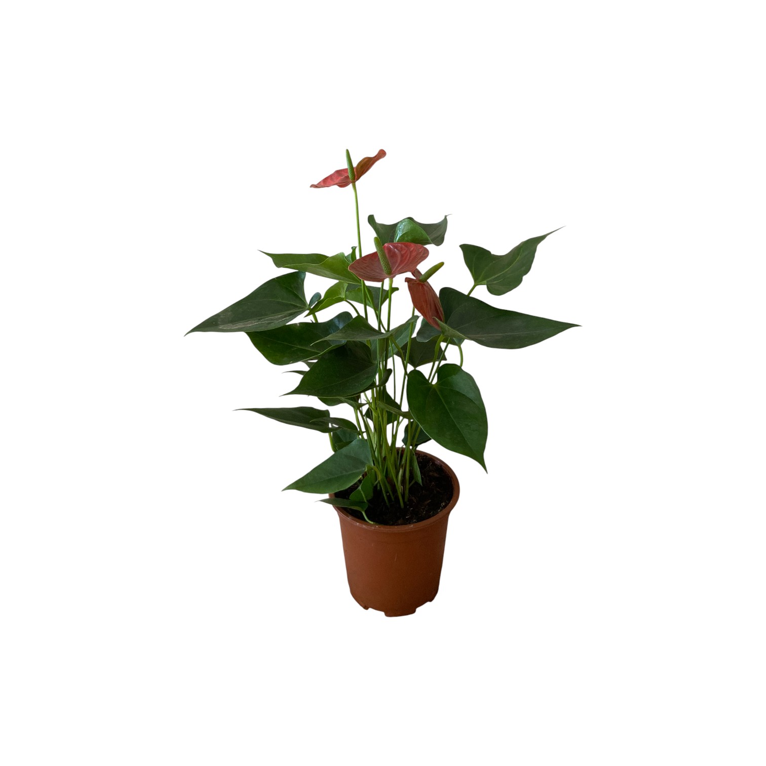 Anthurium Rouge p21