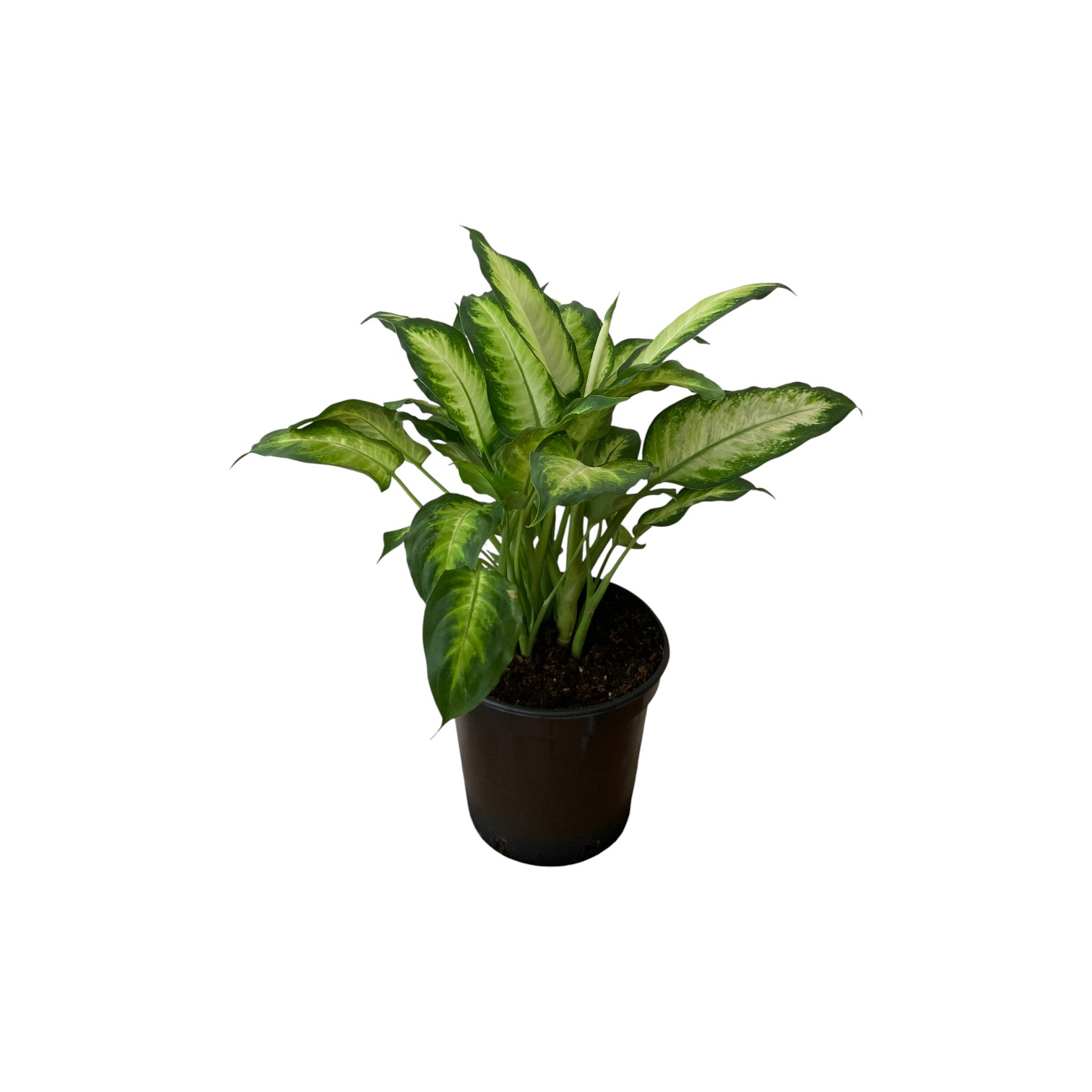 Dieffenbachia Camela p21