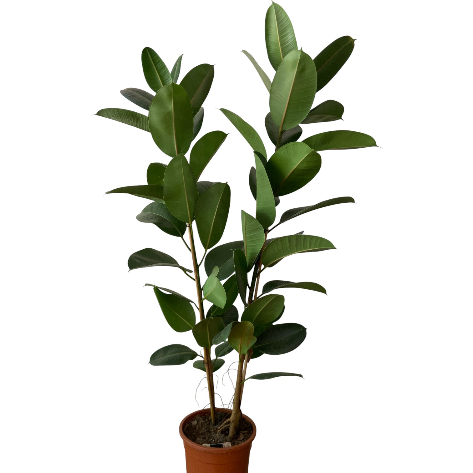 Ficus Décora 2t